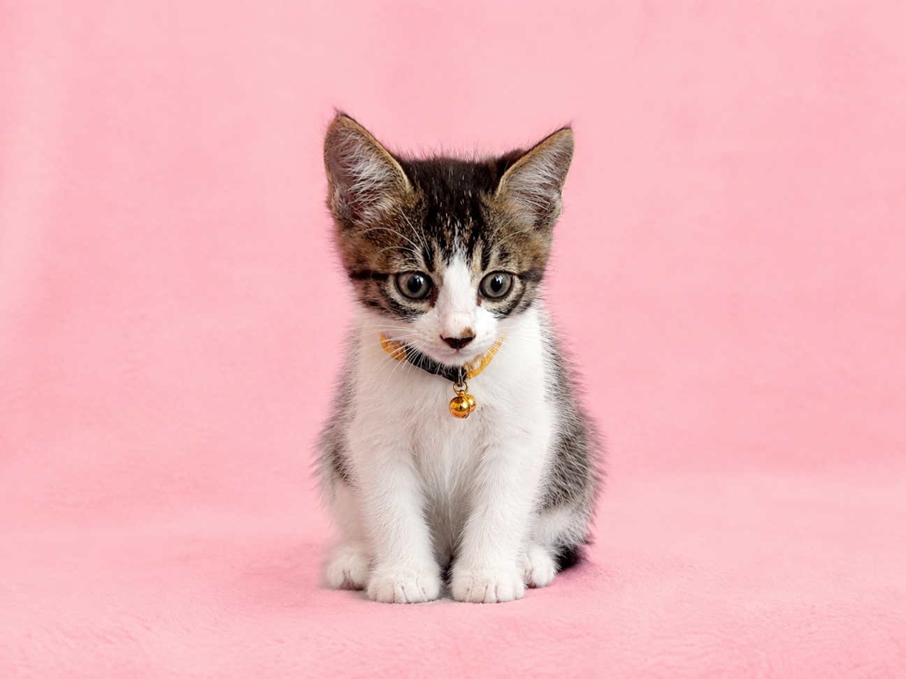 子猫ちゃんを大切にしてく」秋田県 - 猫の里親募集(548979) 1枚目の