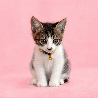 子猫ちゃんを大切にしてくださる方へ