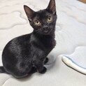 可愛い黒猫、茶トラの兄妹❤️