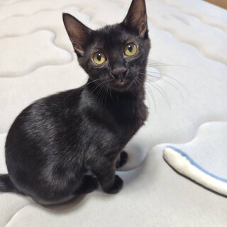 可愛い黒猫、茶トラの兄妹❤️
