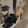 可愛い黒猫、茶トラの兄妹❤️