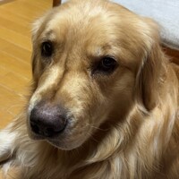 リノア