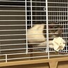 ※誤って投稿したため、募集停止中です サムネイル6