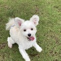 幼犬の里親募集