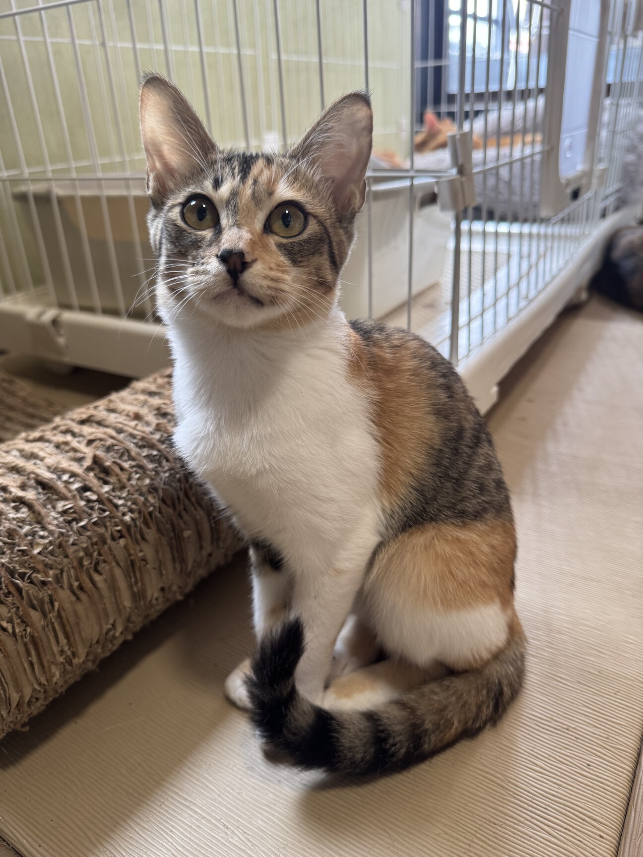 三毛猫 女の子 5ヶ月 」大阪府 - 猫の里親募集(543976) :: ペットの