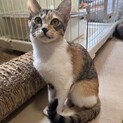 三毛猫　女の子　6ヶ月　たんぽぽちゃん