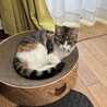 らんまえみり