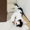 遊ぶの大好き！運動神経抜群のうた君 サムネイル2