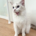 ラグドールの里親募集（繁殖引退猫）