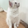 ラグドールの里親募集（繁殖引退猫） サムネイル2