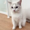 ラグドールの里親募集（繁殖引退猫） サムネイル3