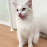 ラグドールの里親募集（繁殖引退猫） サムネイル4