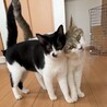 リマちゃん！再出発です！ サムネイル7