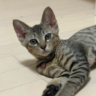 長栄寺譲渡会参加きじこねこ♂