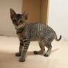 長栄寺譲渡会参加きじこねこ♂ サムネイル2