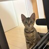 長栄寺譲渡会参加きじこねこ♂ サムネイル3