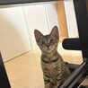 長栄寺譲渡会参加きじこねこ♂ サムネイル4