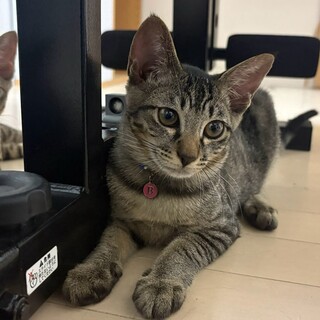 長栄寺譲渡会参加きじこねこ♀