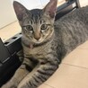 長栄寺譲渡会参加きじこねこ♀ サムネイル3
