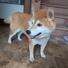 柴犬 サムネイル2