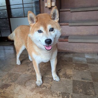 柴犬