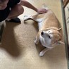 柴犬 サムネイル3