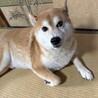 柴犬 サムネイル4