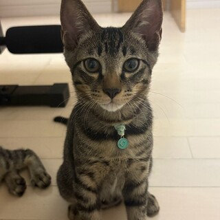 長栄寺譲渡会参加きじこねこ♂