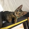 長栄寺譲渡会参加きじこねこ♂ サムネイル2
