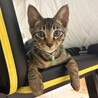 長栄寺譲渡会参加きじこねこ♂ サムネイル3