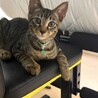 長栄寺譲渡会参加きじこねこ♂ サムネイル4