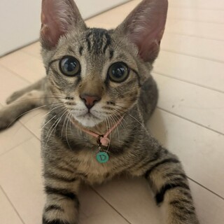 長栄寺譲渡会参加きじこねこ♂
