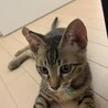 長栄寺譲渡会参加きじこねこ♂ サムネイル2