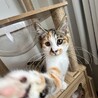 3姉妹♥キラキラおめめ♡ミミちゃん サムネイル4
