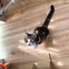 三姉妹♥おねだり上手♡ココちゃん サムネイル2