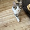 三姉妹♥おねだり上手♡ココちゃん サムネイル4