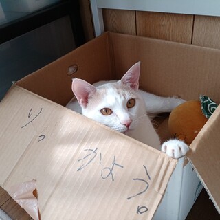 パステル茶白1歳の男の子(りっか)