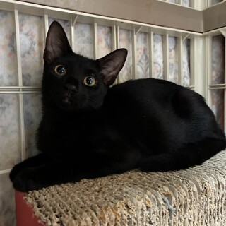 長栄寺譲渡会参加黒子猫♀