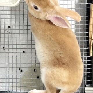 うさぎ(ミニレッキス)の里親募集