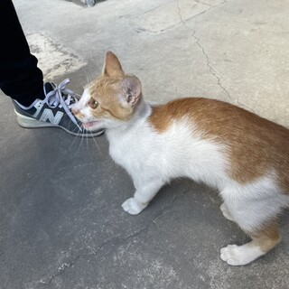 甘えん坊の子猫