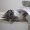 かわいいよつごの里親さま募集