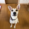 笑顔満開！はなまる