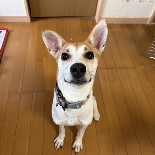 笑顔満開！はなまる