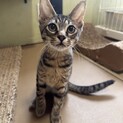 キジ　男の子　5ヶ月  ゆず君