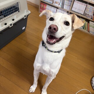 穏やか男子、大吉