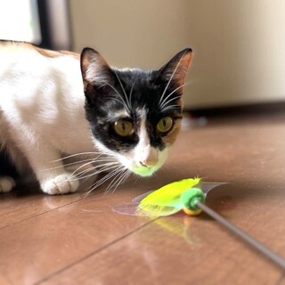 １歳くらいの女の子❤ベアトリス