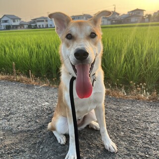 阿波犬・カフェラテ色の女の子「希mare」