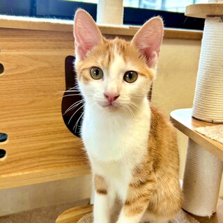 茶白の子猫♪優しくて甘えん坊♡アルタイルくん