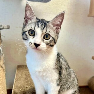サバ白の子猫♪元気いっぱいな甘えん坊♡ベガちゃん