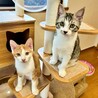 サバ白の子猫♪元気いっぱいな甘えん坊♡ベガちゃん